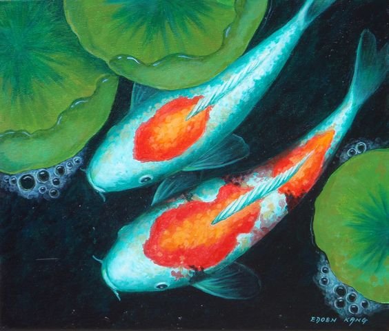 coy fish