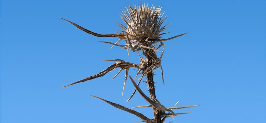ugly-weeds-870x403 (1)